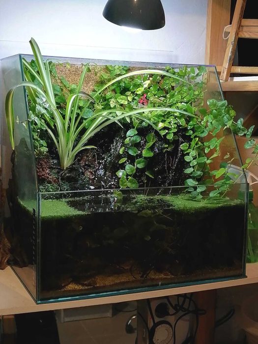 Fantástico Paludário Natural 40cm