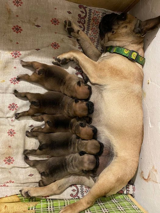 Вʼязка французького бульдога