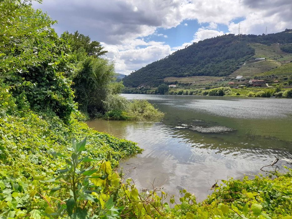 Terreno na margem do Douro com 120 cerejeiras, 1ªs cerejas da europa