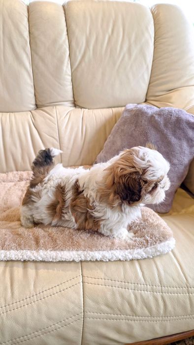 Shih-tzu macho disponível