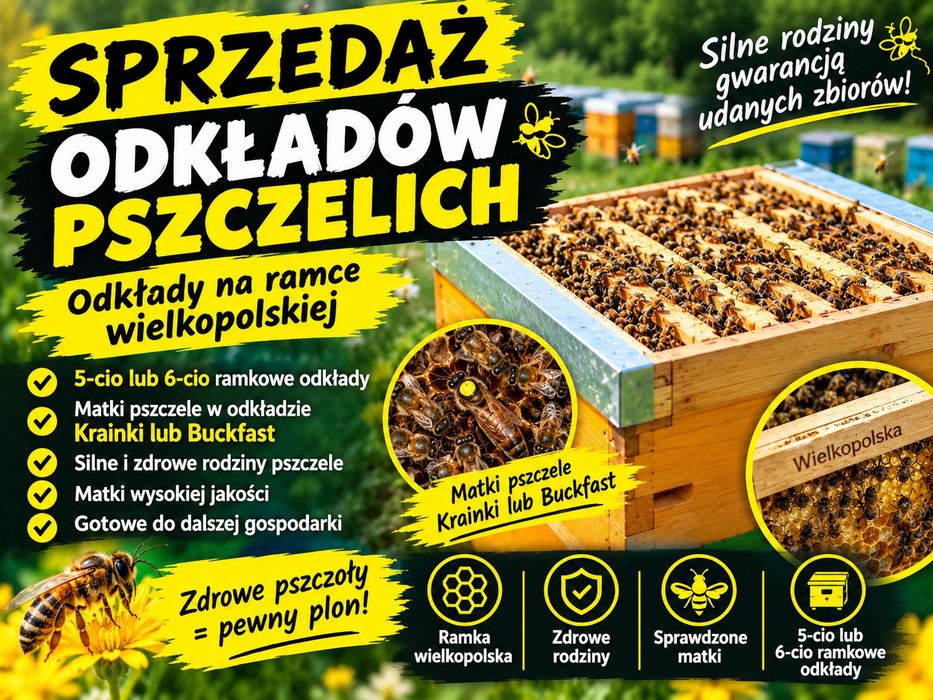 Odkłady pszczele wielkopolskie Buckfast i Krainki