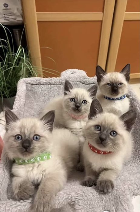 Віддаю сіамських кицинят