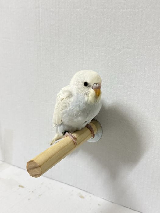 Periquitos australianos criados a mão