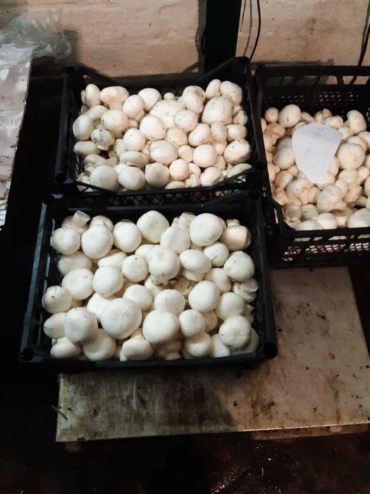 Печериці  гриби гуртом Шампиньоны оптом Шукаю оптових продавців