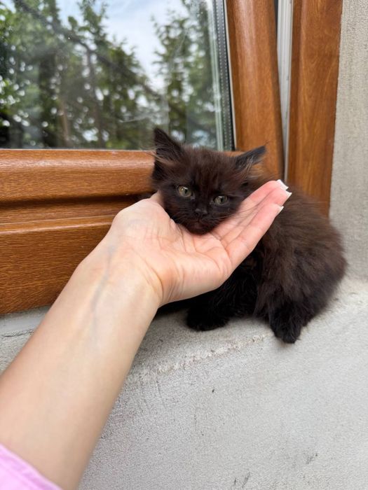 Кошенята у добрі руки