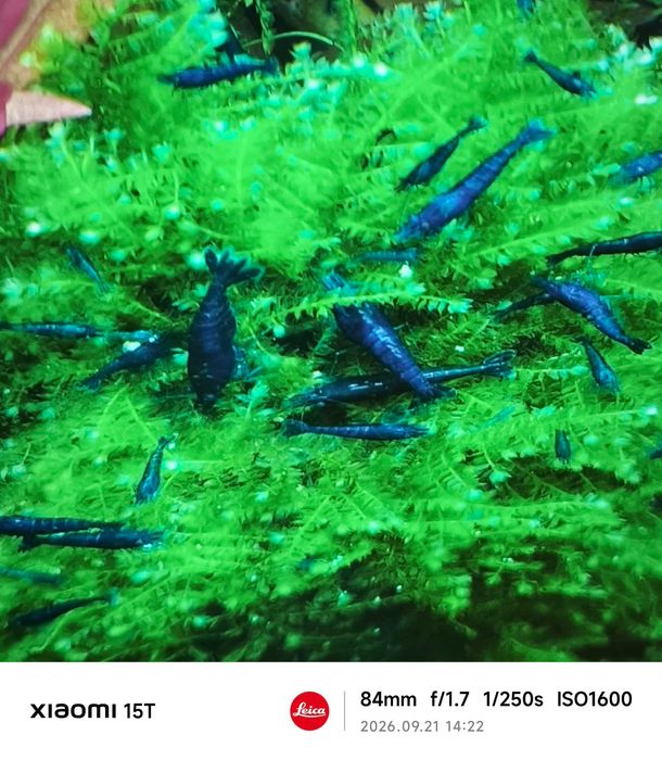 Camarões neocaridina Blue Dream + oferta pequena porção/plantas