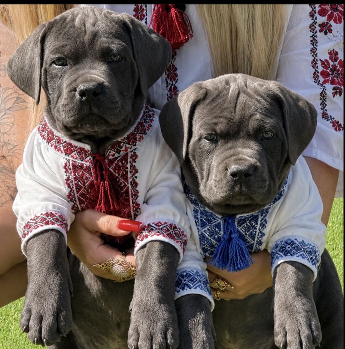 Львівська еліта-Cane corso Italiano