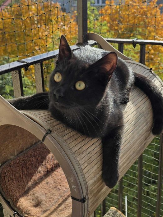 Ciastek z Fundacji Miasto Kotów