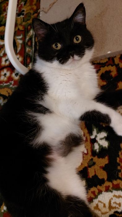 Кішечка молода стерилізована