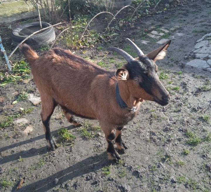 Продам козу первітку Альпійску 50% кітна майже 1,5 міс.