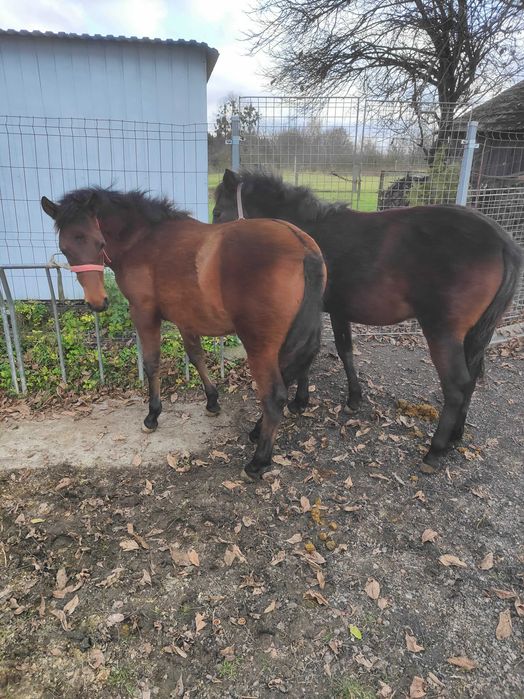 Ogierki huculskie,hucuły