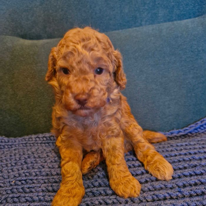 Pudel toy-miniaturka śliczny płowy piesek