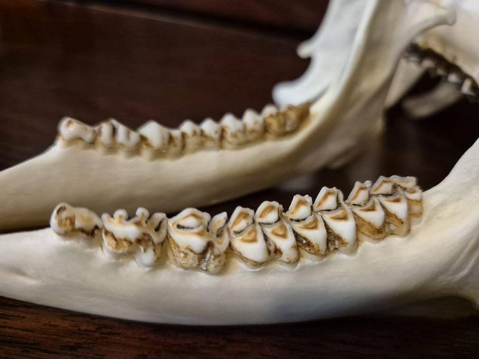 Zuchwa szczęka sarny jelonek zęby czaszka