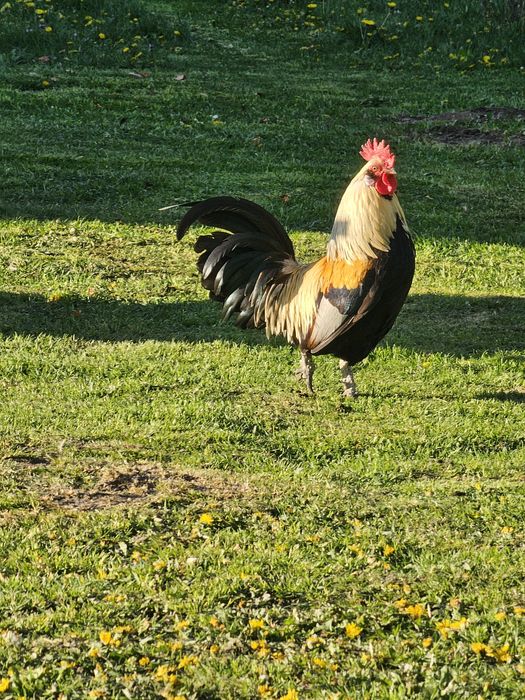 Sprzedam koguciki liliputki
