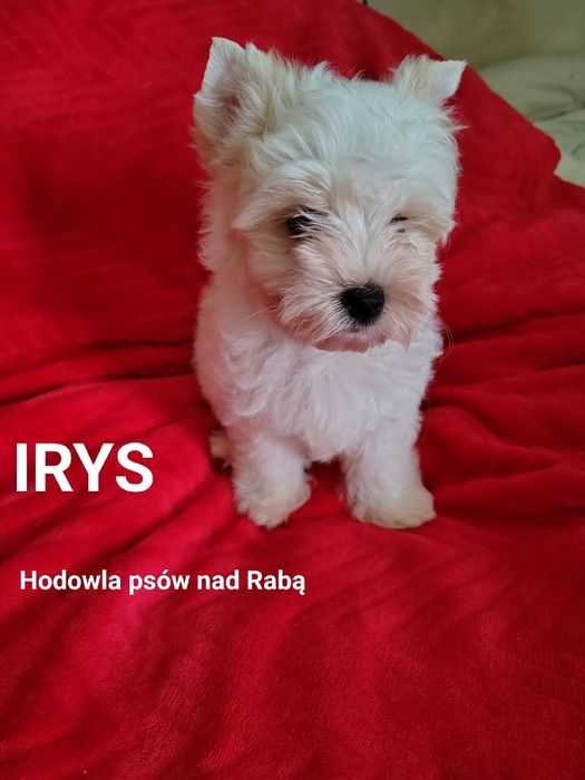 IRYS piękny piesek White Golddust