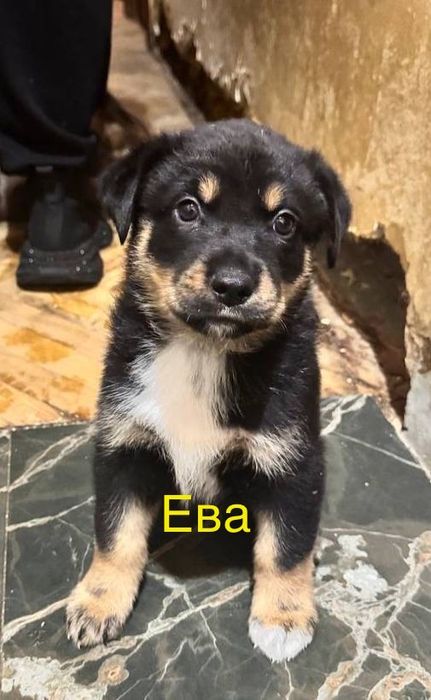 Щенки в добрую, любящею семью