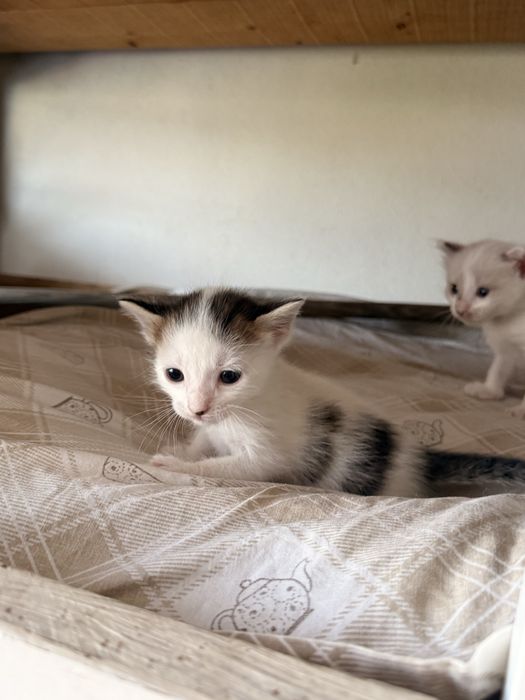 Gatinhos bebes para doar