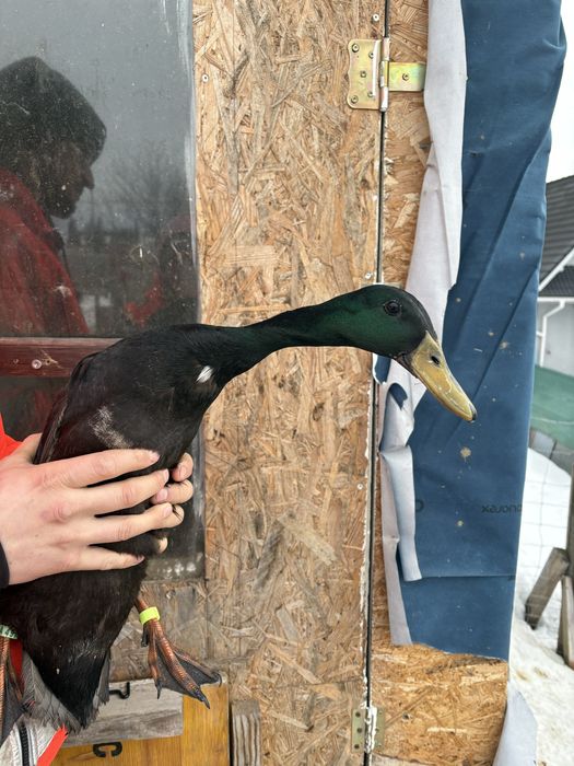 Biegusy indyjskie kaczory szmaragdowe