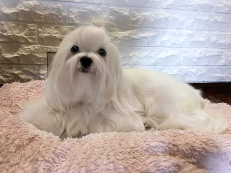 Мальчик мальтез для вязки