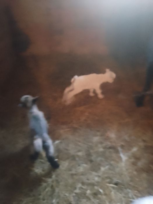 Продам кізку другий окіт спокійна ручна.