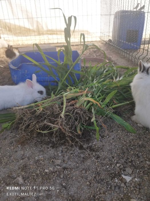 Coelhos anões branquinhos