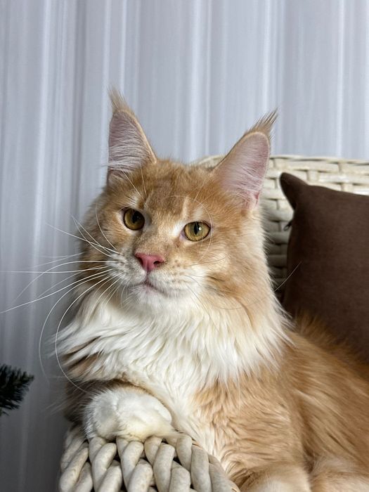 Harvey- Kocurek Maine Coon