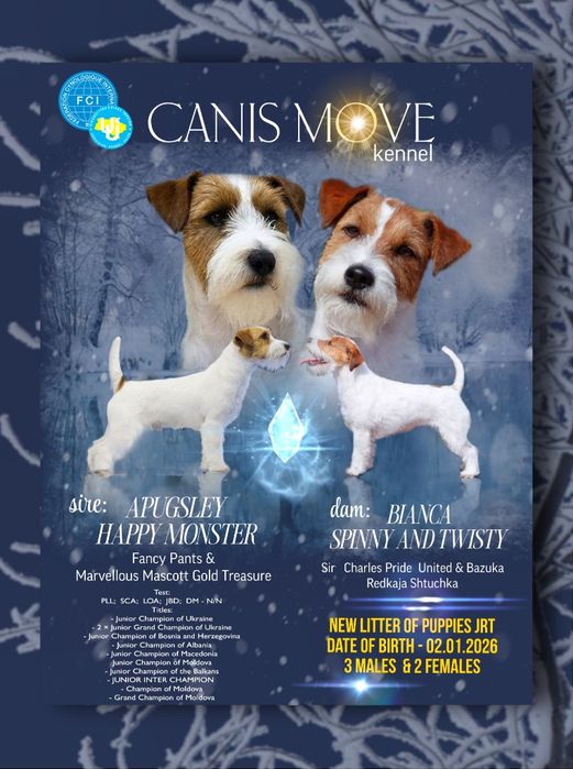 Лялькова дівчинка Джек Рассел тер'єра. (2 міс.)