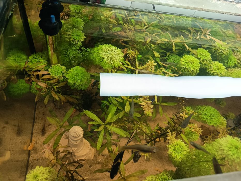 Roślinki do akwarium