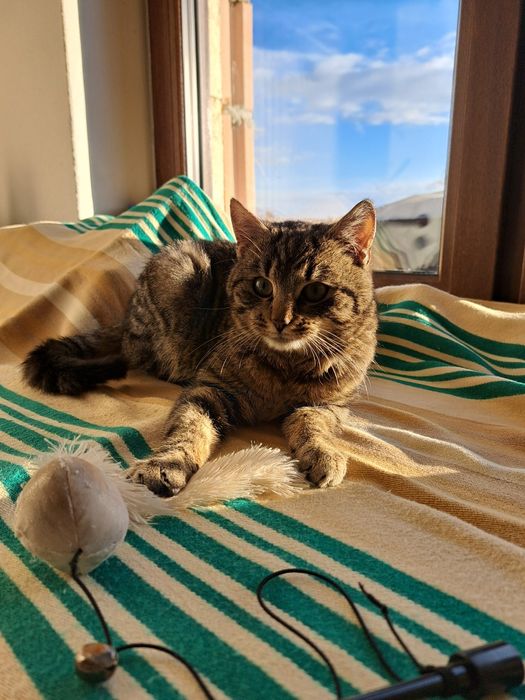 Piękniś- kocurek do adopcji