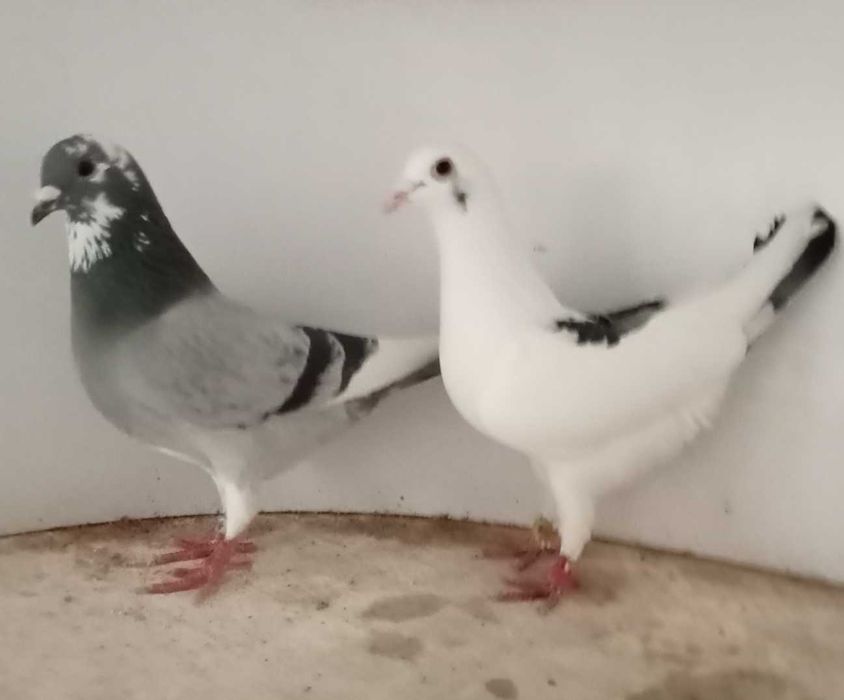 Lindo Pombo correio borracho