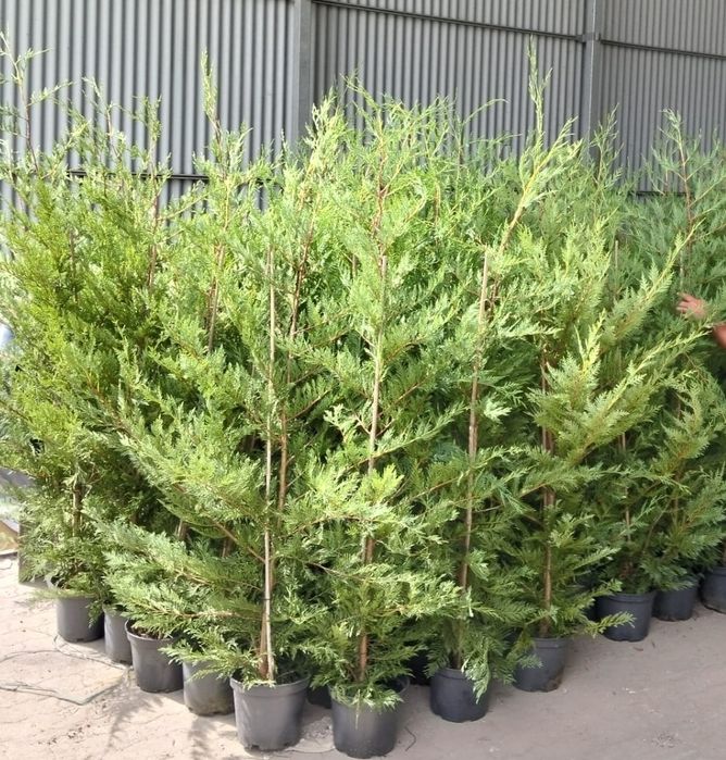 Leylandii para sebes