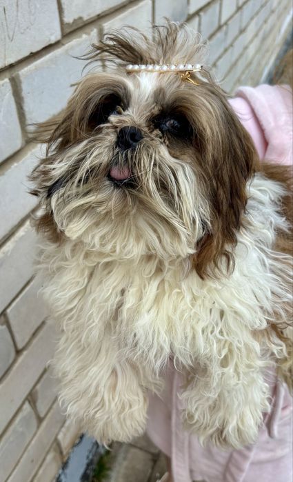 Продам хлопчиків ши-тцу