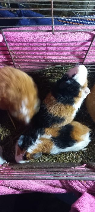 Свинка трехцветная