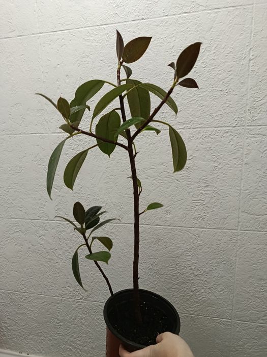 Фікус звичайний дорослий