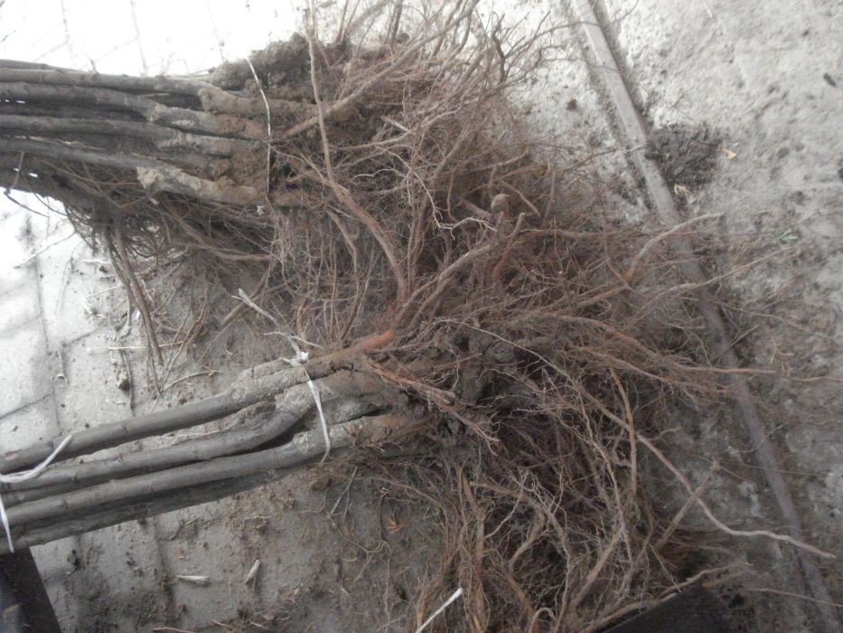 śliwa ,wegierka , haganta , top hit, prezydent, dąbrowicka , jubileum