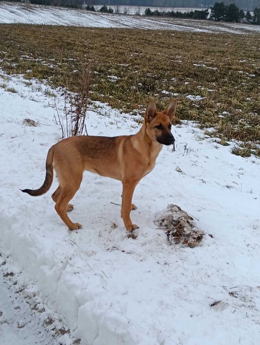 Suczka owczarka belgijskiego