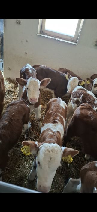 Cielęta Sprzedaż POLSKIE