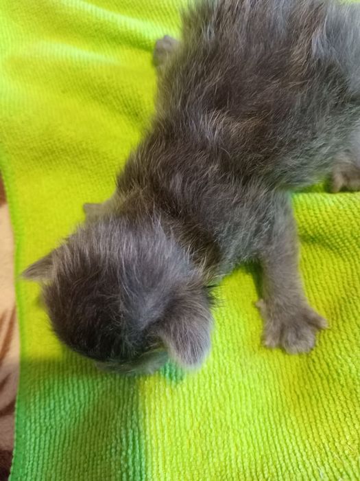 Віддаю в добрі руки кошенят. Дві дівчинки. Самовивіз або можемо домовитись і вам привезуть.