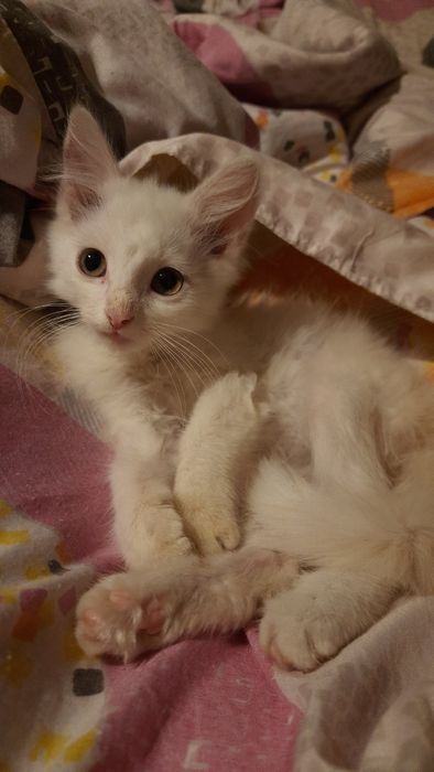 Кошенята маленькі біленькі дівчата