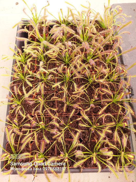 Росянка мухоловка. Спатулата, капська. Рослина.