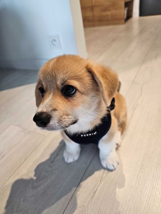 Szelki dla psa Puppia Ritefit navy - rozmiar: M