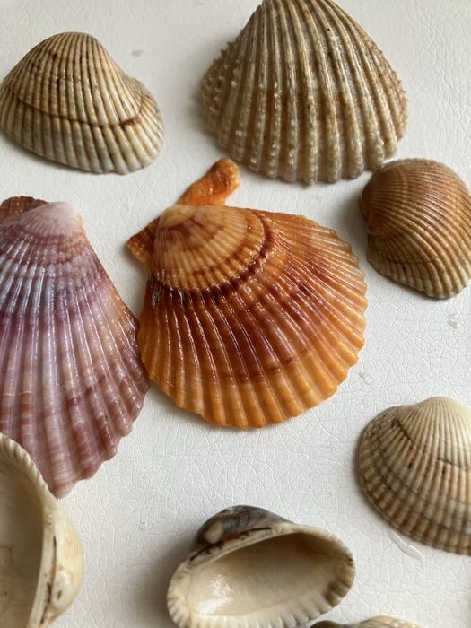 Muszelki morskie ozdobne