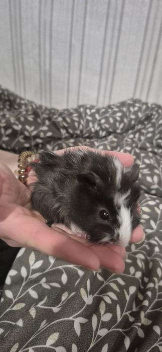 Продам морських свинок