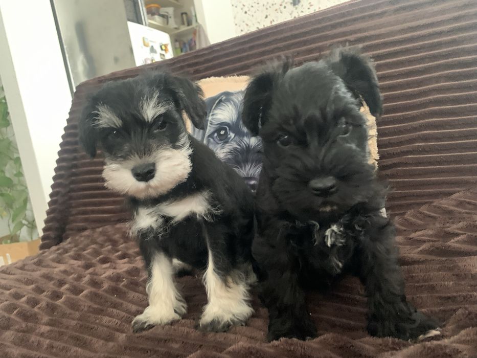 Цвергшнауцер.