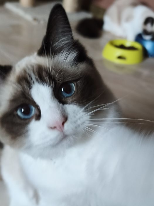 Ragdoll kotka rodowód w FPL