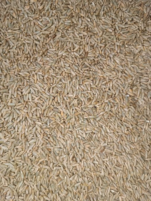 Żyto ozime populacyjne