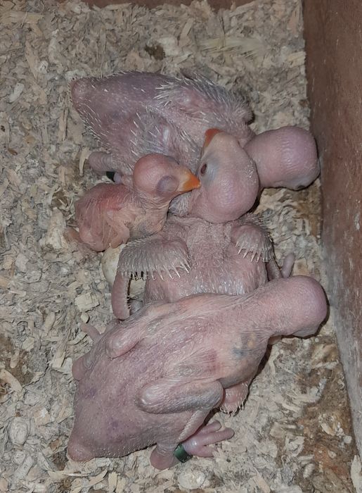 Ring necks para criar a mão