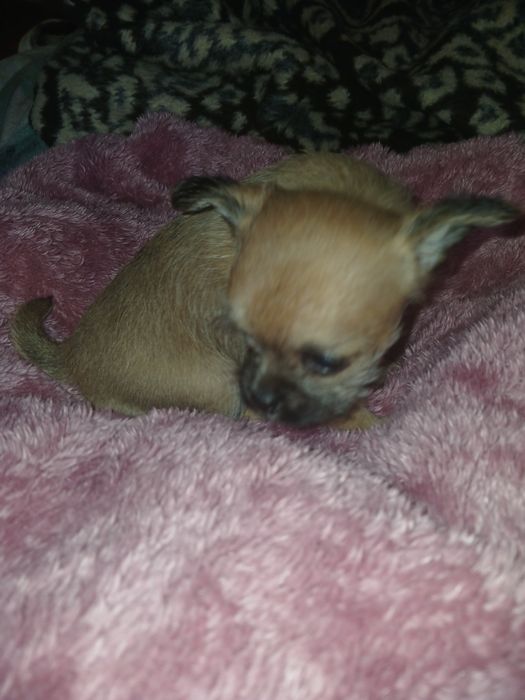 Мінічка чіхуашка