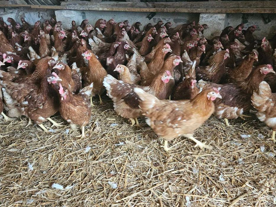 Niska kurka Tetra brązowa z jajkiem dowóz Gratis