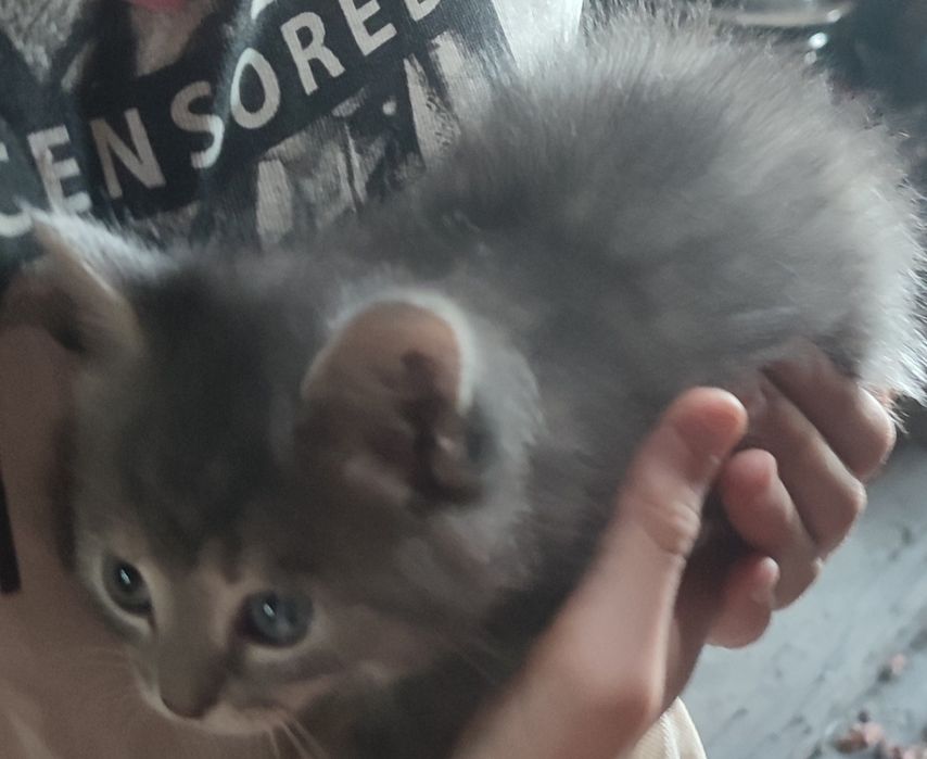 Котята, кошенята 1 місяць